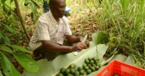 muranga-farmers-call-for-combined-efforts-to-curb-avocado-theft Image