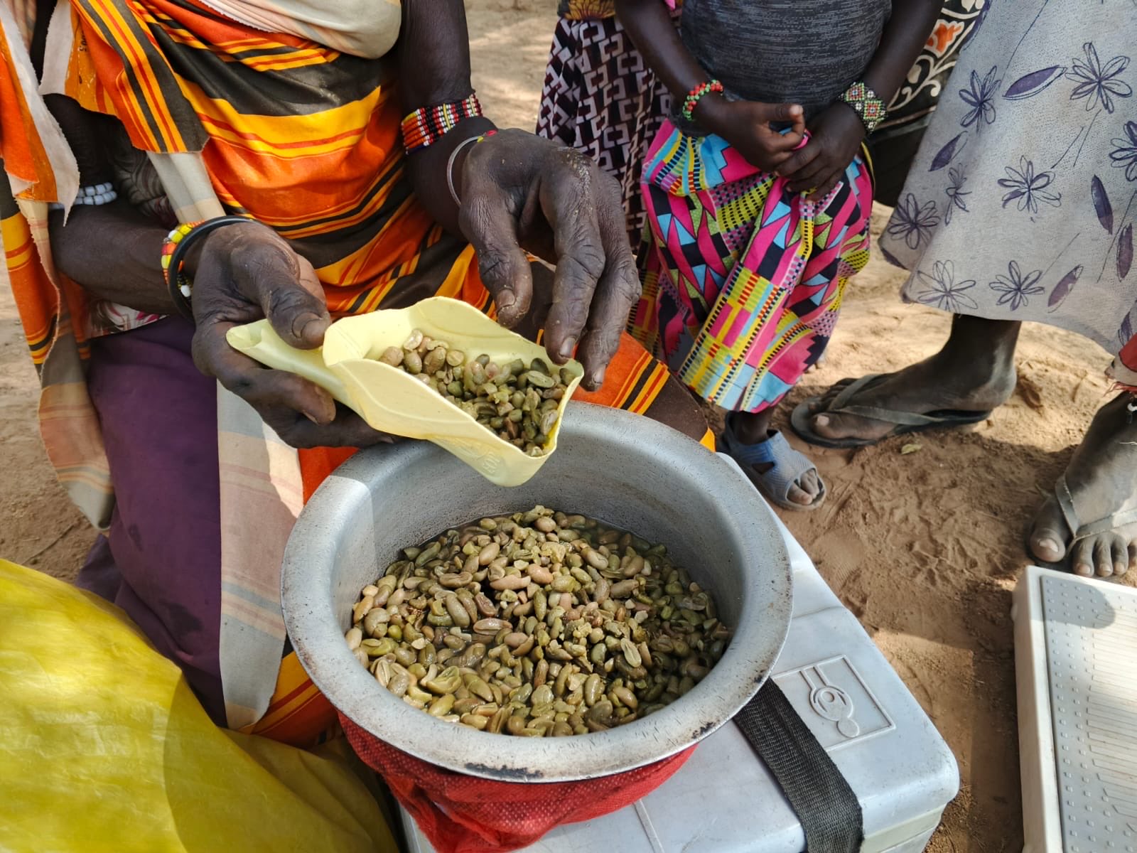 turkana-east-families-turn-to-wild-beans-amid-worsening-hunger-crisis Image