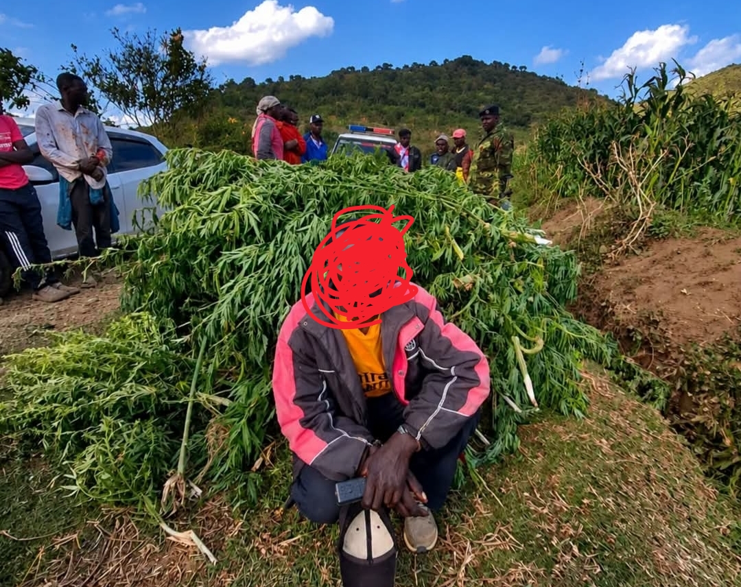 police-arrest-suspect-after-half-acre-cannabis-farm-discovered-hidden-in-nakuru-maize-field Image