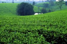 embu-ktda-directors-ask-predecessors-to-keep-off-tea-affairs Image