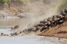 wildebeest-migration-a-boon-for-tourism Image