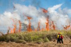 wildfires-death-toll-climbs-to-55-with-1000-people-still-missing Image