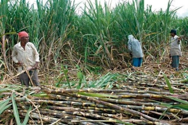 Farmers to earn more as govt reviews cane prices upwards