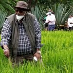 KARLO Launches New High-Yielding Rice Variety