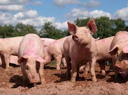 Market decline for pig farmers