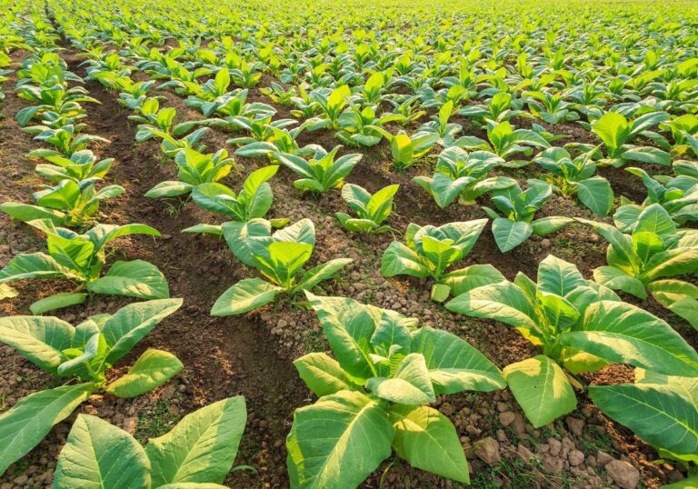 Migori County Launches Tobacco Free Farming