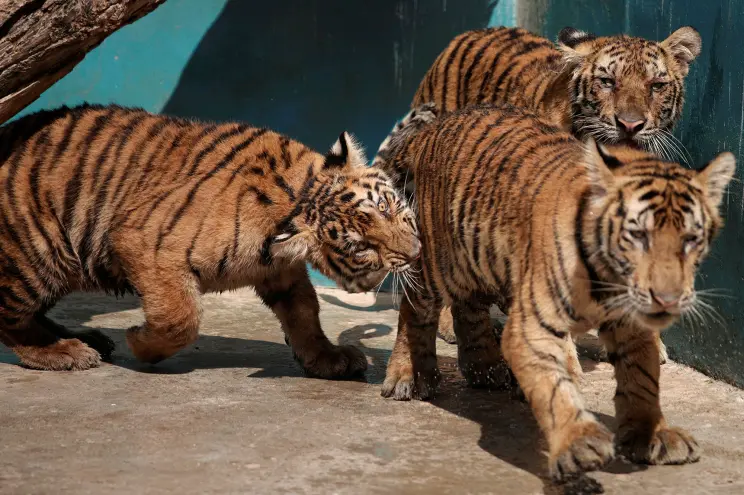 Cuban Zoo Helps Deaf Visitors Experience The Wild