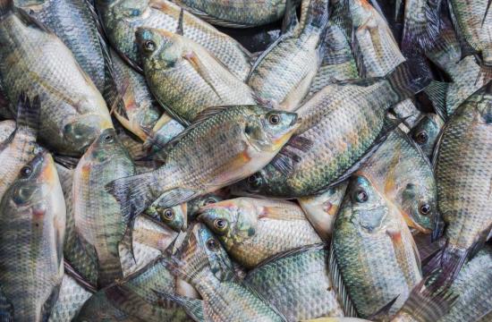 Homa Bay County Marks  World Fisheries Day