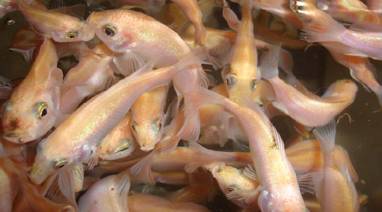 Kakamega County To Supply Fingerlings To Farmers