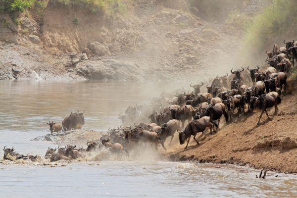 Wildebeest Migration: A Boon For Tourism